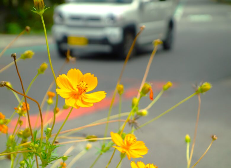 道沿いのコスモス畑の向こうを走る軽自動車