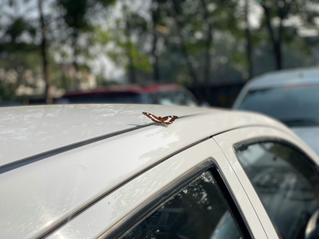 白い車の屋根に停まる蝶