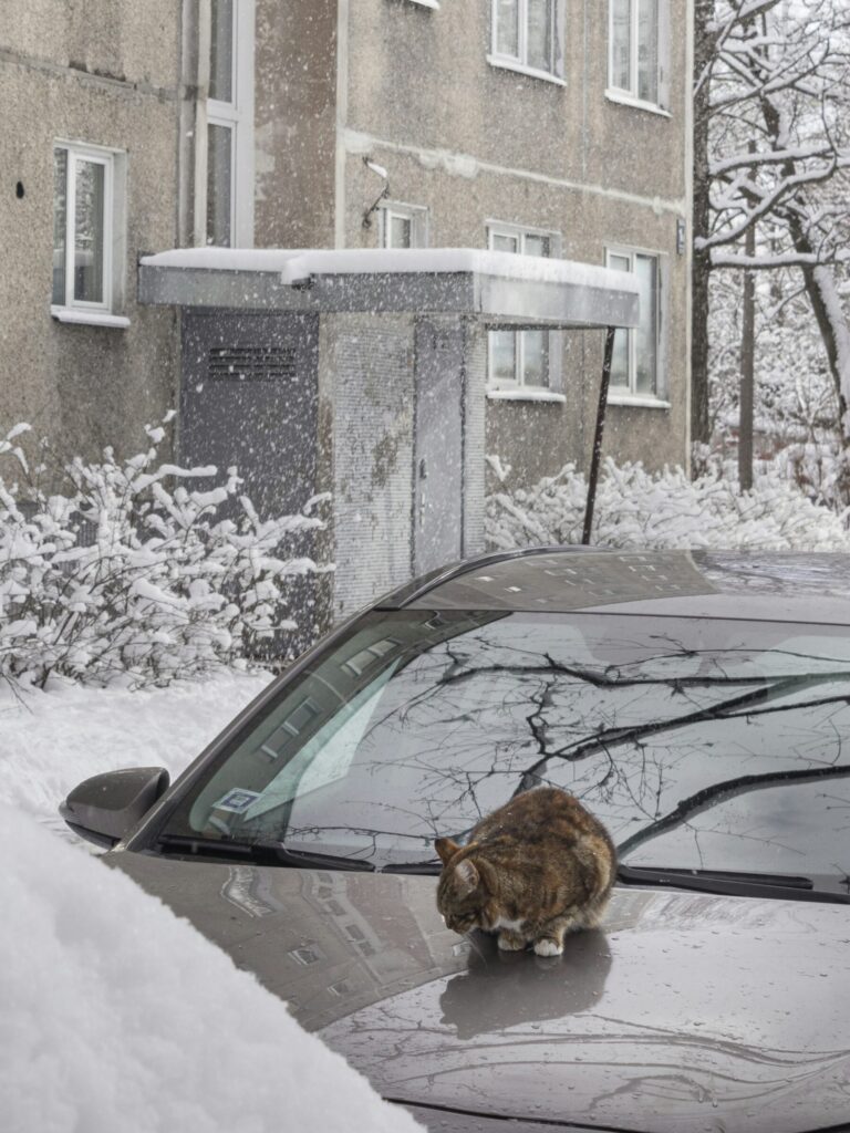 雪の中車のボンネットに乗っている猫