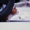 車体の下にいる猫