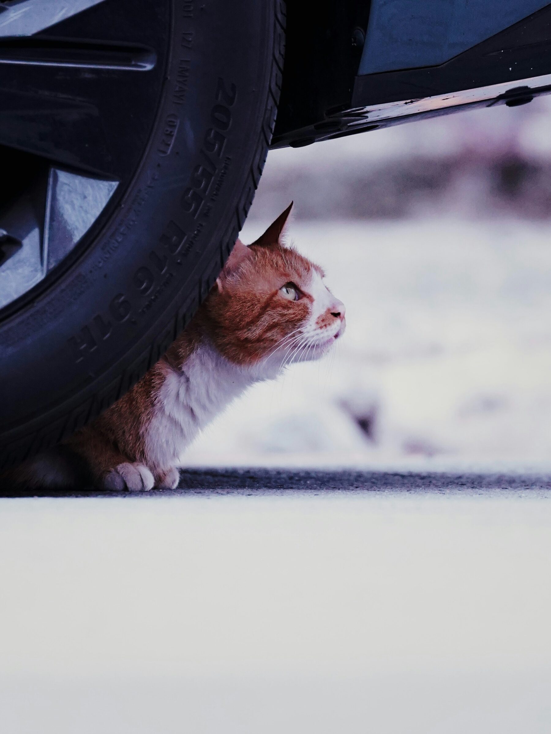 車体の下にいる猫